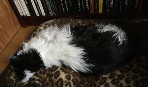 Lucifer på leopardfilten med ryggen mot kameran