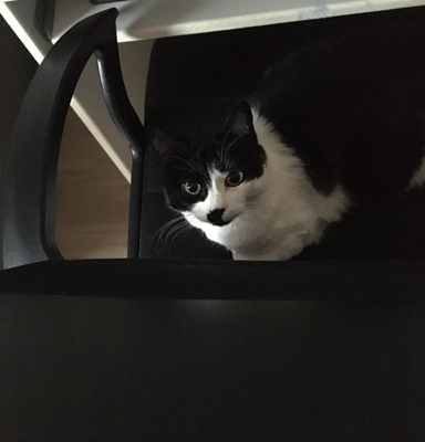 Mini på Es skrivbordsstol