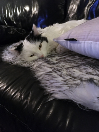 Citrus halvsover på fällen i soffan