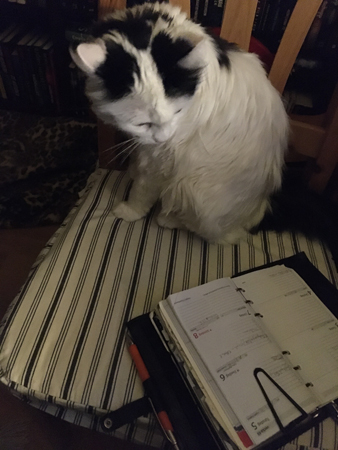 Citrus kollar min analoga kalender