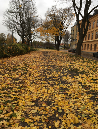 Gula löv på marken i allén utanför