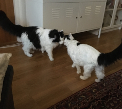 Lucifer och Citrus pussas eller viskar