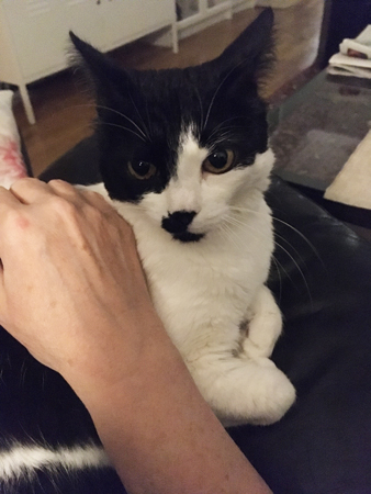 Mini med uppspärrade ögon och öronen bakåt och min hand