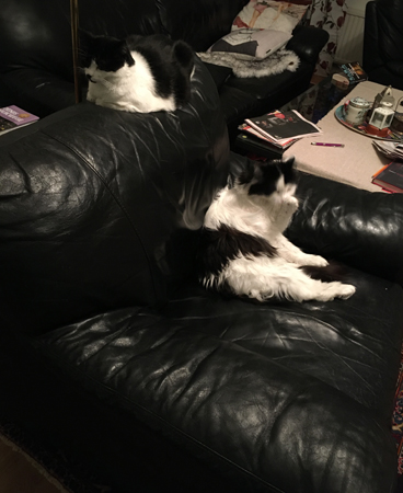 Mini och Lucifer på samma fåtölj