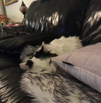 Citrus sover på fällen