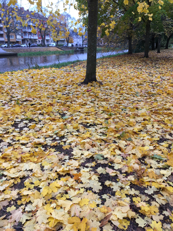 Gula löv på marken vid ån