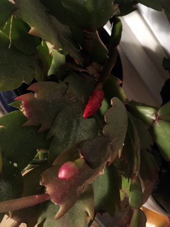 Knoppar i röda novemberkaktusen