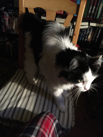 Lucifer försöker avbryta Zoommötet