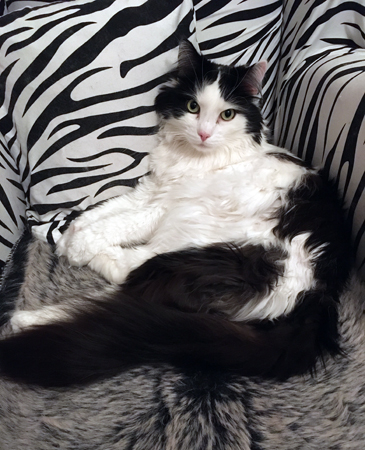 Lucifer i zebrafåtöljen