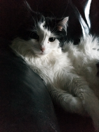 Lucifer närbild i Annas fåtölj