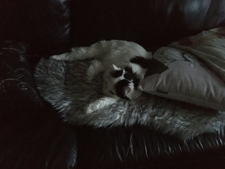 Citrus på fällen i soffan