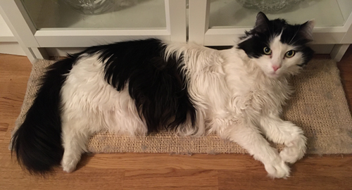 Lucifer på klösbrädan på golvet