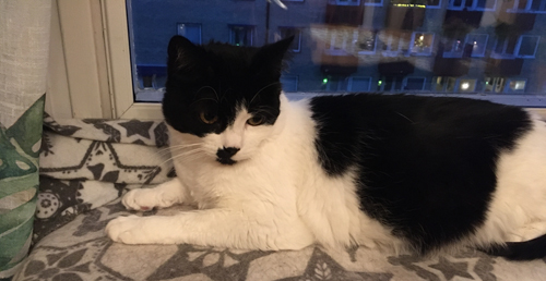 Mini i Djungelrumsfönstret