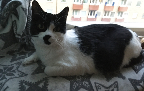 Mini i Djungelrumsfönstret