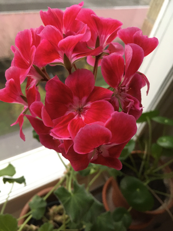 Pelargon i köksfönstret
