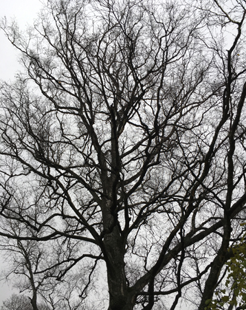 Träd utan löv