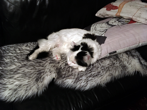 Citrus på fällen i soffan