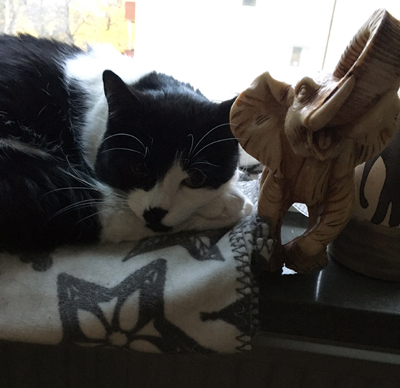 Mini och elefanten i Djungelrumsfönstret