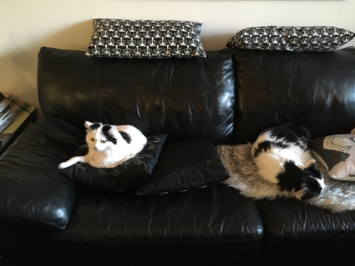 Citrus och Lucifer på soffan