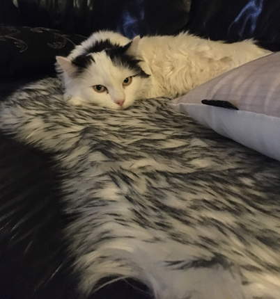 Citrus på fällen tittar in i kameran