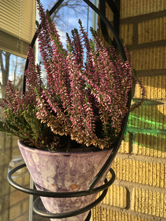 Ljungträd i lila ampeln på balkongen