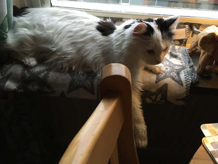 Citrus i fönstret med tassen ner