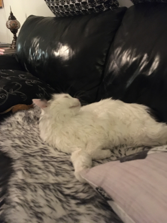 Citrus kniper med ögonen på fällen i soffan