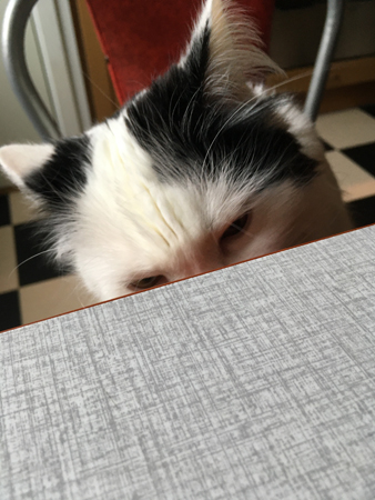 Citrus nosar under köksbordet