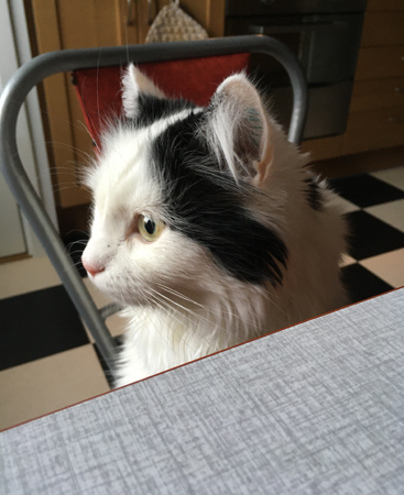 Citrus vid köksbordet tittar ut