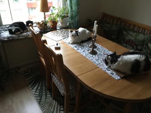 Familjen Katt i Djungelrummet