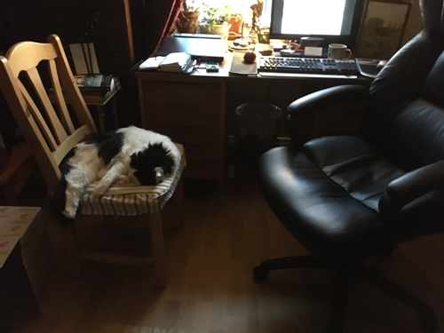 Lucifer sover på en stol vid skrivbordet Lucifer sover på en stol vid skrivbordet