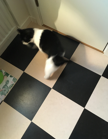 Mini på köksgolvet