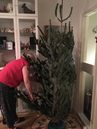 Anna klipper upp nätet kring granen