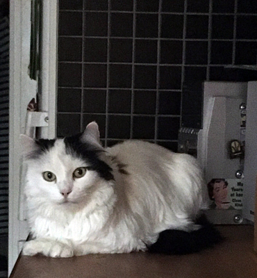 Citrus på köksbänken