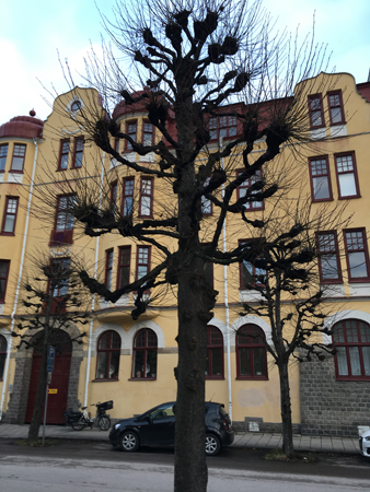 Hus på Storgatan med träd framför