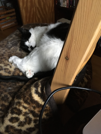 Mini sover intill min jobbdator