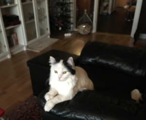 Citrus i Annas fåtölj