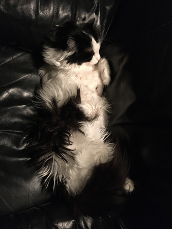 Lucifer sover i Annas fåtölj