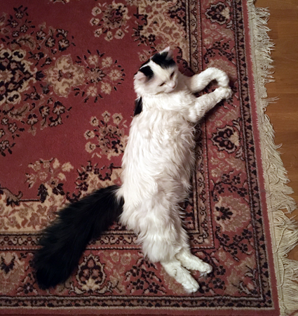 Citrus på mattan i Bokrummet