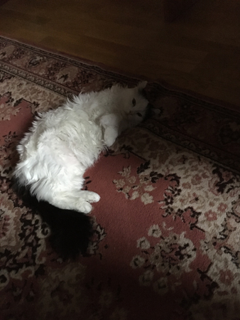 Citrus på rygg på mattan i Bokrummet