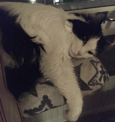 Lucifer hänger på fönsterbrädan