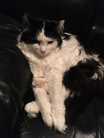 Lucifer med ena baktasen mellan framtassarna