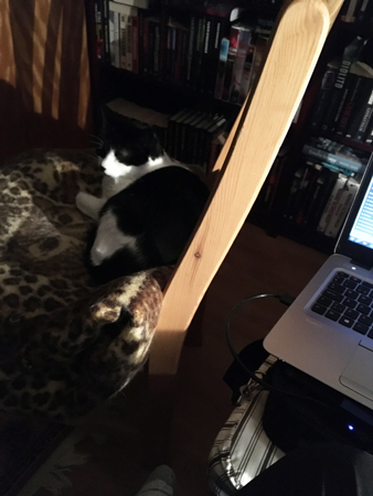 Mini på stol med filt vid min hemarbetsplats