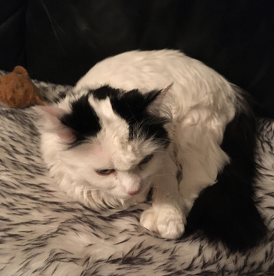 Citrus med tungt huvud