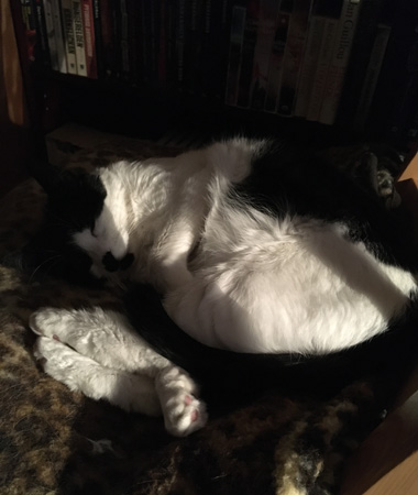 Mini sover vid min hemarbetsplats