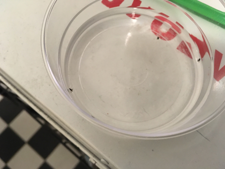 Tre flugor i min flugfälla