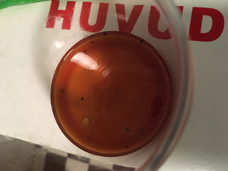 Åtta flugor i Annas flugfälla