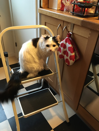 Citrus på trappstegen i köket