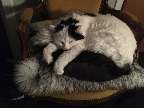 Citrus sover i stolen i hallen