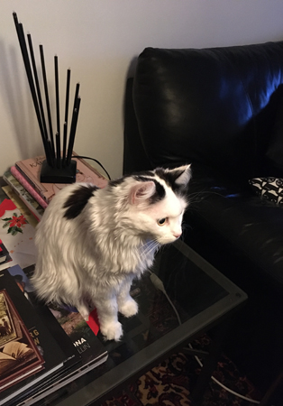 Citrus på sidobordet i vardagsrummet